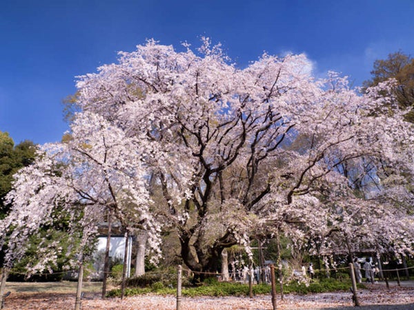 【群馬県内発】 都内ホテルランチビュッフェと ゆったり東京・桜名所めぐり 日帰り2